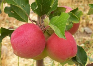 Dorsett Golden apples